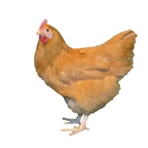 Buff Orpington Chicks for Sale Online