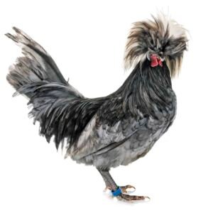 polish chicken Delivery