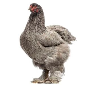 Brahma chickens For Sale