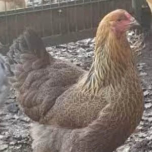 Gold Partridge Brahma