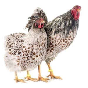 wyandotte chicken for sale