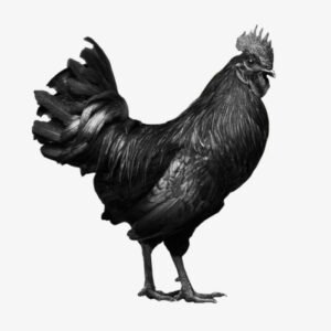 Kadaknath Chicken Delivery