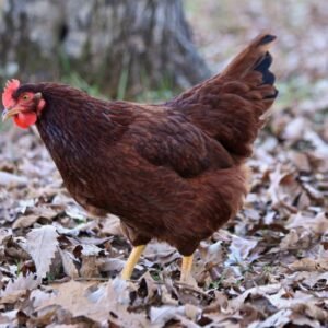 Rhode island red chicken