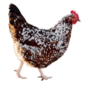 Sussex chicken for sale