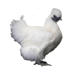 Silkies chickens for sale