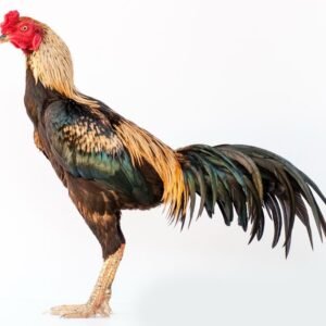 Game chickens for sale