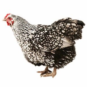 Silver laced chicken for sale