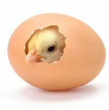 Hatching Eggs Delivery