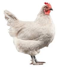 Lavender chicken Delivery