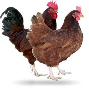 Rhode island red chicken for sale