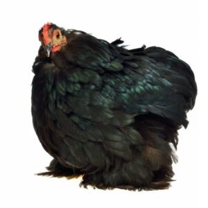 Cochin chicken online delivery